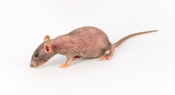 Grijze Dumbo Sphinx Rat Geïsoleerd Witte Achtergrond — Stockfoto