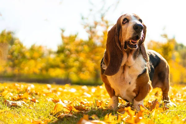 Dog Basset Hound Autumn Park Walk — Stock Photo, Image