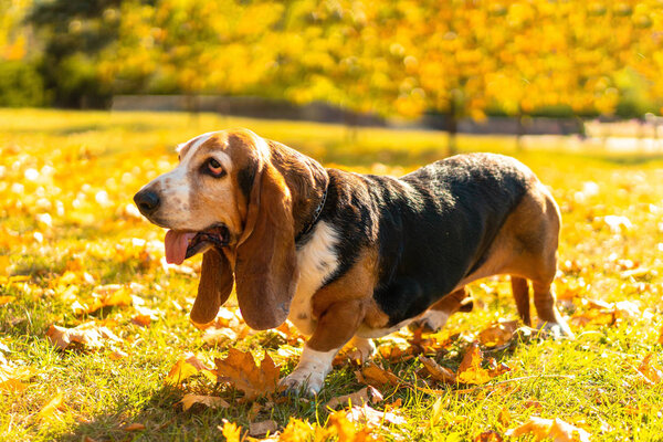Dog Basset Hound Autumn Park Walk