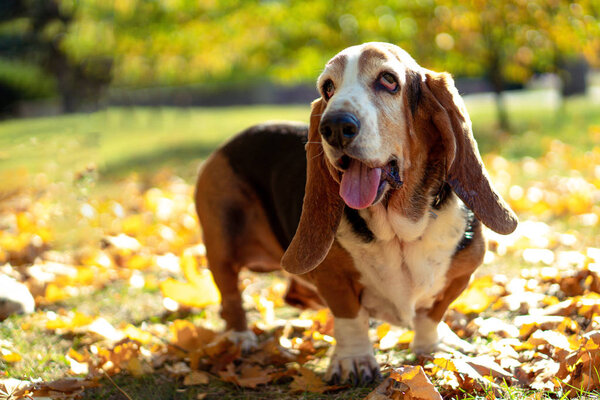 Dog Basset Hound Autumn Park Walk