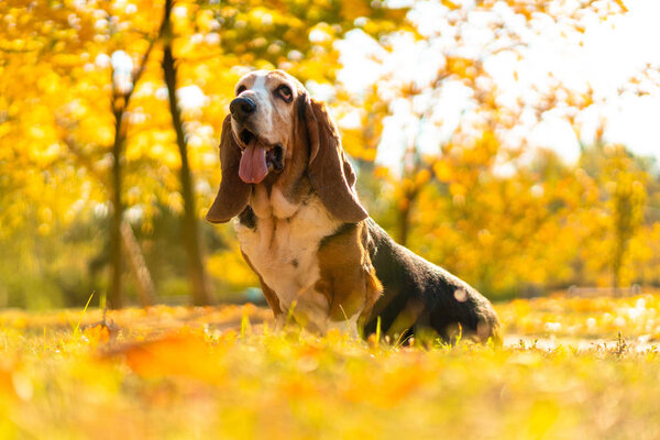 Dog Basset Hound Autumn Park Walk