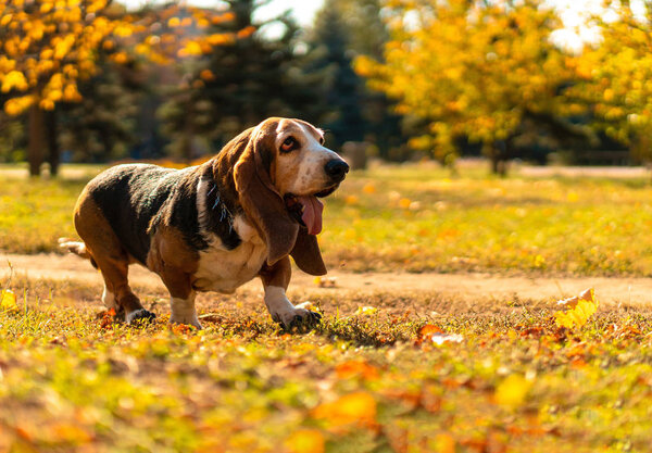 Прогулка по парку Дог Бассет Хунд

