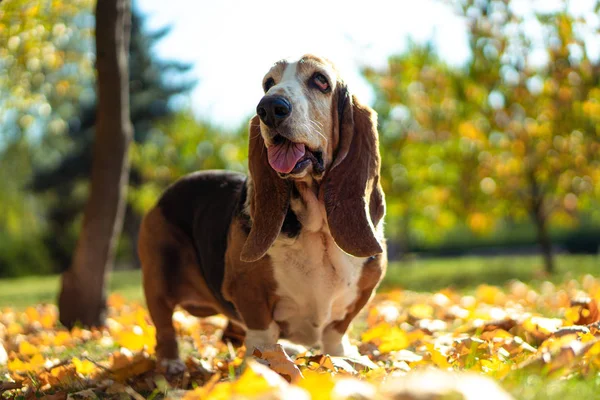 Dog Basset Hound Autumn Park Walk — Stock Photo, Image