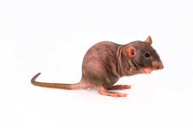 Gri Dumbo Sfenks sıçan beyaz arka plan üzerinde izole