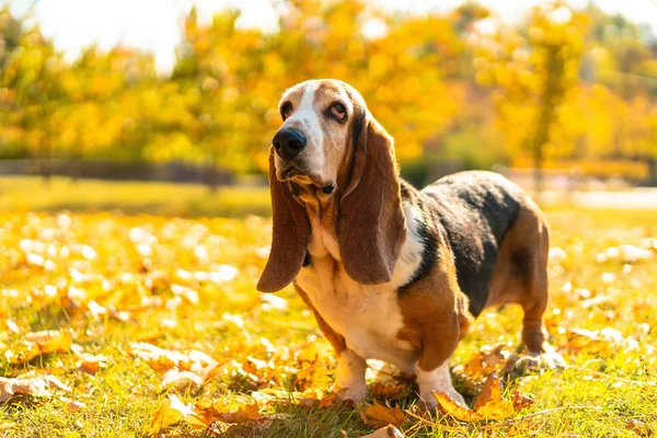 Köpek Basset Tazı Güz Park Yürüyüşü