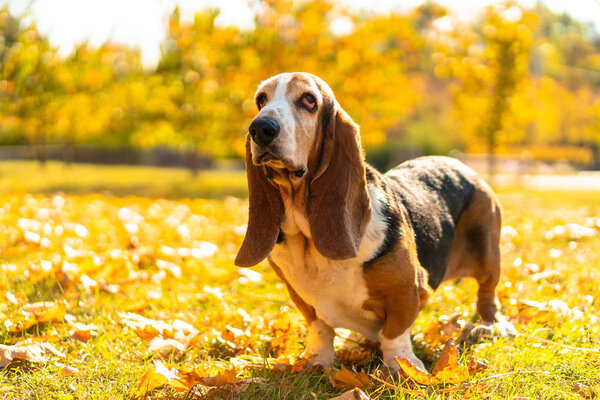 Dog Basset Hound Autumn Park Walk