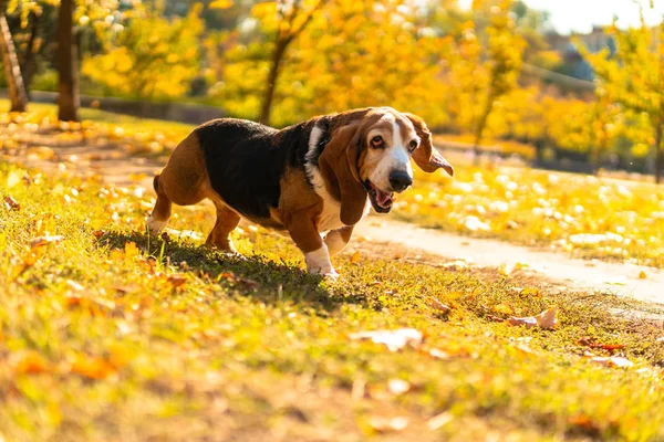 Cane Basset Segugio Autunno Parco Piedi — Foto Stock