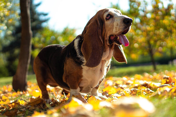 Dog Basset Hound Autumn Park Walk