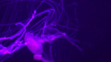 4 bin. Akvaryum havuzunda yüzen bir grup floresan denizanası. Suyun altında parlayan bir denizanasıyla şeffaf denizanası çekimleri..