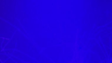 4 bin. Akvaryum havuzunda yüzen bir grup floresan denizanası. Suyun altında parlayan bir denizanasıyla şeffaf denizanası çekimleri..