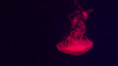 4 bin. Akvaryum havuzunda yüzen bir grup floresan denizanası. Suyun altında parlayan bir denizanasıyla şeffaf denizanası çekimleri..