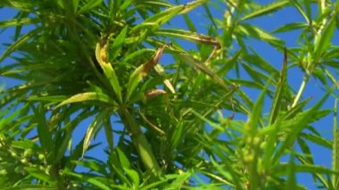 Marihuana çalıları rüzgarı sallıyor. Yeşil kenevirin tepeleri Mavi gökyüzüne karşı.