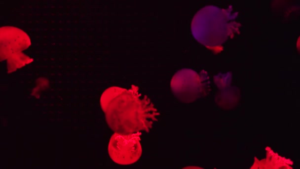 Gruppo Meduse Fluorescenti Che Nuotano Una Piscina Acquario Meduse Trasparenti — Video Stock