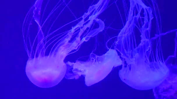 Group Fluorescent Jellyfish Swimming Aquarium Pool Transparent Jellyfish Underwater Shots — Stock Video