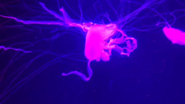 Grupo Medusas Fluorescentes Nadando Uma Piscina Aquário Água Viva Transparente — Vídeo de Stock