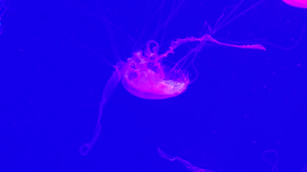 Grupo Medusas Fluorescentes Nadando Una Piscina Acuario Medusas Transparentes Bajo — Vídeos de Stock
