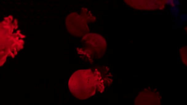 Skupina Fluorescenčních Medúz Plavajících Akvarijním Bazénu Transparentní Medúzy Pod Vodou — Stock video