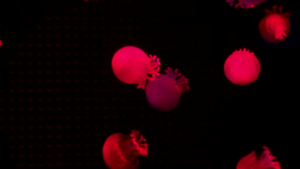 Skupina Fluorescenčních Medúz Plavajících Akvarijním Bazénu Transparentní Medúzy Pod Vodou — Stock video