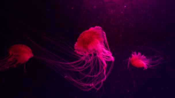 Group Fluorescent Jellyfish Swimming Aquarium Pool Transparent Jellyfish Underwater Shots — Stock Video