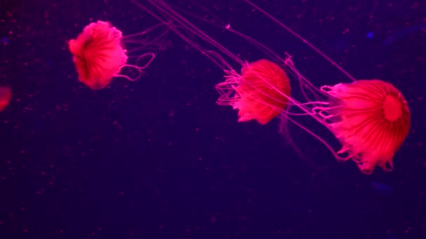 Grupo Medusas Fluorescentes Nadando Una Piscina Acuario Medusas Transparentes Bajo — Vídeo de stock