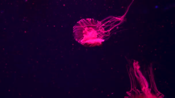 Група Люмінесцентних Медуз Плавають Акваріумі Прозорі Медузи Підводні Постріли Блискучими — стокове відео