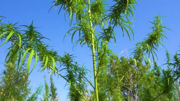 Los Arbustos Marihuana Balancean Viento Las Tapas Cáñamo Verde Contra — Vídeo de stock