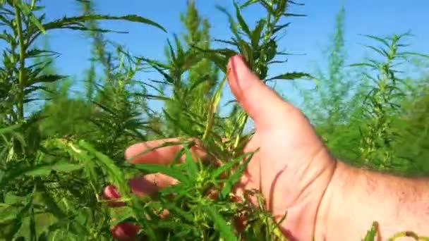 Los Arbustos Marihuana Balancean Viento Las Tapas Cáñamo Verde Contra — Vídeo de stock