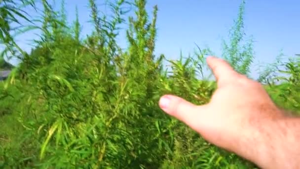 Marijuana Bushes Sway Wind Tops Green Hemp Blue Sky — Stock Video