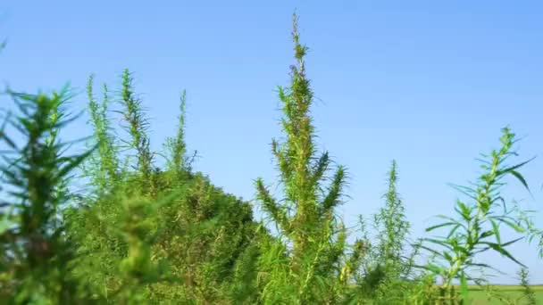 Marijuana Bushes Sway Wind Toppen Grön Hampa Mot Den Blå — Stockvideo