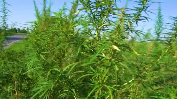 Marihuana Çalıları Rüzgarı Sallıyor Yeşil Kenevirin Tepeleri Mavi Gökyüzüne Karşı — Stok video