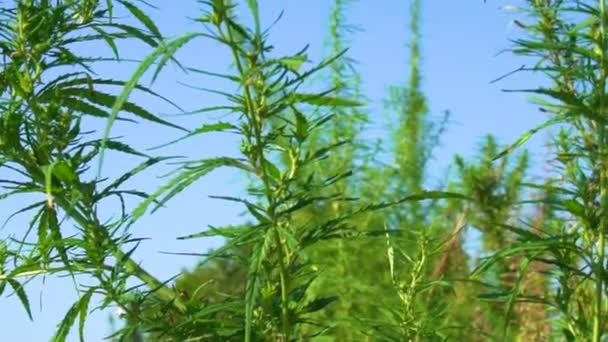 Arbustos Maconha Balançam Vento Topos Cânhamo Verde Contra Céu Azul — Vídeo de Stock