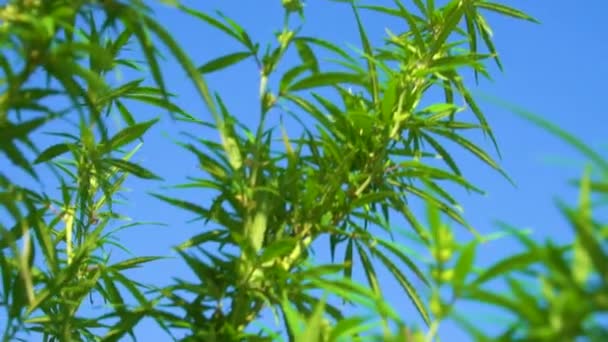 Arbustos Maconha Balançam Vento Topos Cânhamo Verde Contra Céu Azul — Vídeo de Stock