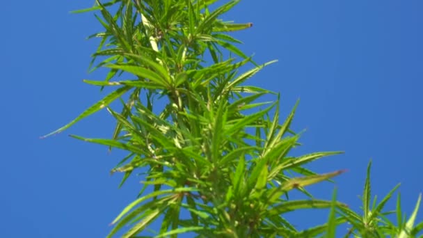 大麻在风中摇曳 在蓝天的映衬下 青麻的节拍 — 图库视频影像