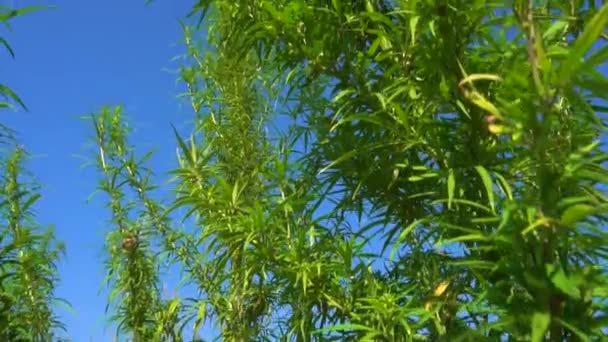 Marihuana Çalıları Rüzgarı Sallıyor Yeşil Kenevirin Tepeleri Mavi Gökyüzüne Karşı — Stok video