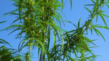 Marihuana çalıları rüzgarı sallıyor. Yeşil kenevirin tepeleri Mavi gökyüzüne karşı.