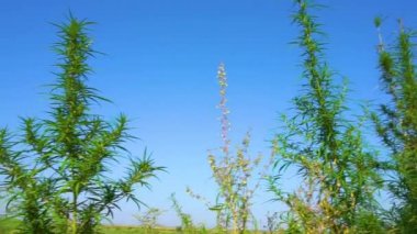 Marihuana çalıları rüzgarı sallıyor. Yeşil kenevirin tepeleri Mavi gökyüzüne karşı.