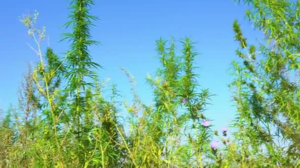 Krzewy Marihuany Kołyszą Wiatrem Góra Zielonego Konopi Przeciwko Błękitnemu Niebu — Wideo stockowe