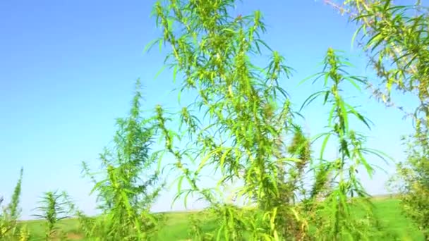 Arbustos Maconha Balançam Vento Topos Cânhamo Verde Contra Céu Azul — Vídeo de Stock