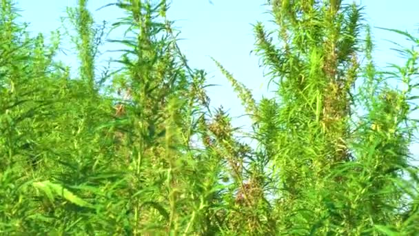Marihuana Çalıları Rüzgarı Sallıyor Yeşil Kenevirin Tepeleri Mavi Gökyüzüne Karşı — Stok video