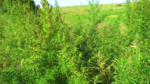 Marijuana Ondeggiare Vento Cime Canapa Verde Contro Cielo Blu — Video Stock