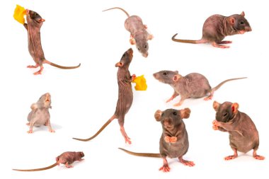 sıçan dumbo gri toplama seti beyaz arka plan üzerinde izole