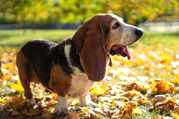 Dog Basset Hound Autumn Park Walk