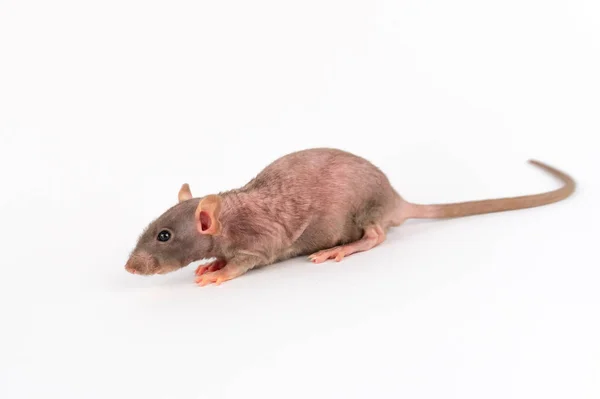 Grijze Dumbo Sphinx Rat Geïsoleerd Witte Achtergrond — Stockfoto