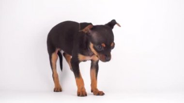 Oyuncak Terrier köpek yavrusu beyaz arka plan