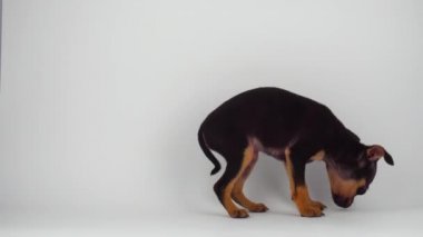 Oyuncak Terrier köpek yavrusu beyaz arka plan
