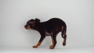 Oyuncak Terrier köpek yavrusu beyaz arka plan