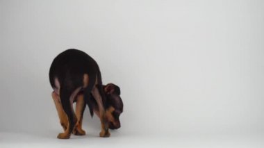 Oyuncak Terrier köpek yavrusu beyaz arka plan