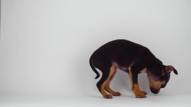 Juguete Terrier Cachorro Perro Fondo Blanco — Vídeos de Stock