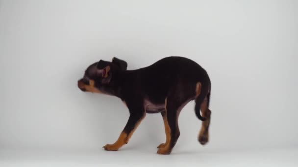 Leksak Terrier Valp Hund Vit Bakgrund — Stockvideo
