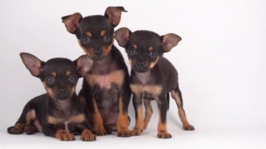 Rus Oyuncak Teriyeri yavru köpek beyaz arka plan